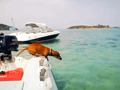 Dachshund GIF