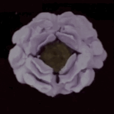 special delivery flower GIF by angie amaro