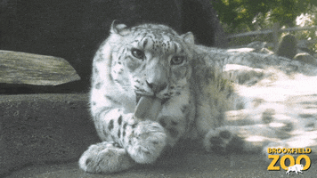 Snow Leopard Cute Animals GIF by Brookfield Zoo