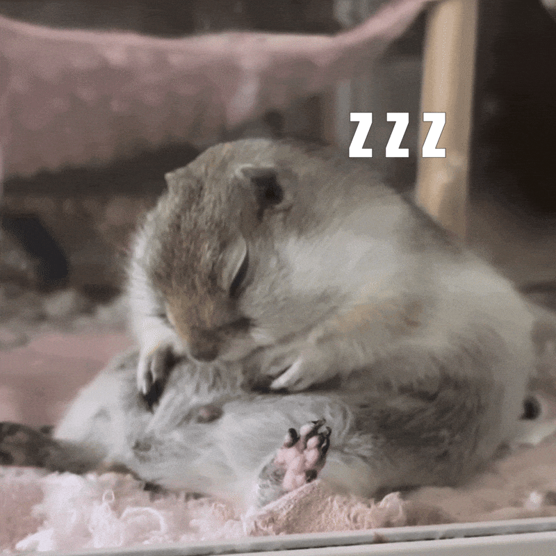 Sleepy Zzz GIF