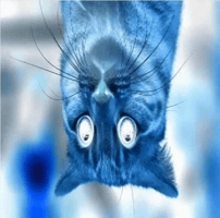 Cat Hi GIF