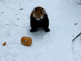 playing red panda GIF