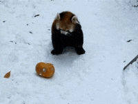 Red Pandas Gifs Get The Best Gif On Giphy Red Pandas Gifs Get The Best Gif On Giphy