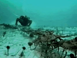 wildlife file GIF