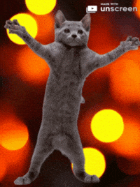 funny dancing cat gif with sound