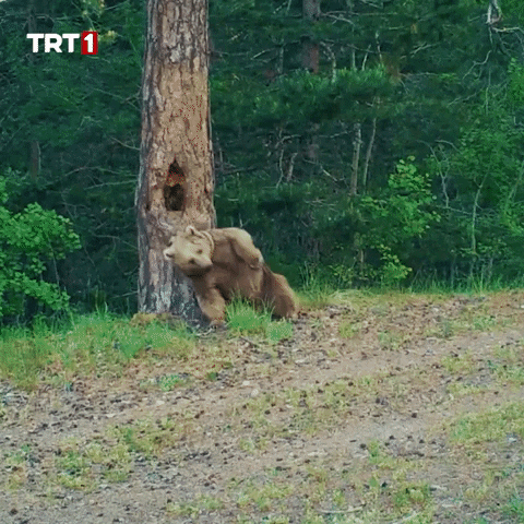 Bear Tree GIF by TRT