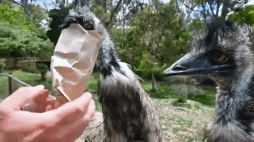 Paper Bag Treat GIF by Storyful