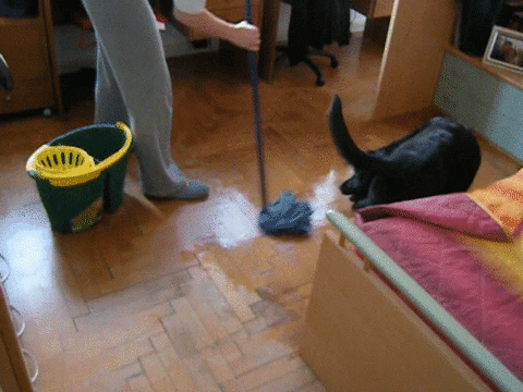 dog cleaning GIF