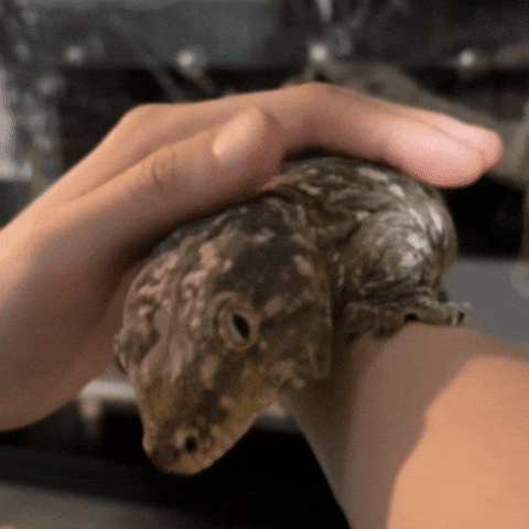 도마뱀 GIF