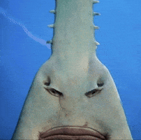 مهند GIF