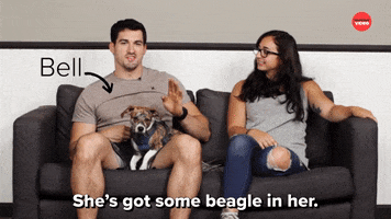 Dogs Beagle GIF by BuzzFeed