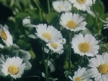 flower spring GIF