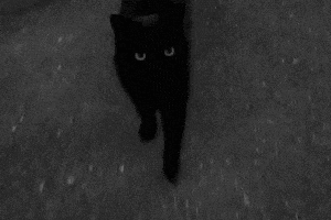 Black Cat GIF