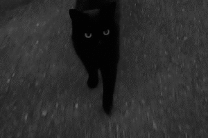 Zgadasz się z przesądem że czarne koty są pechowe