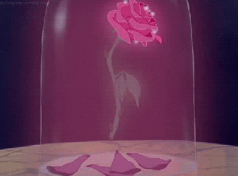 beauty and the beast rose GIF