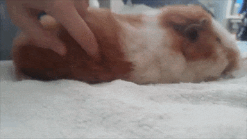 Guinea Pig GIF