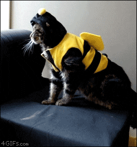 Cat Fail GIF - Find & Share on GIPHY