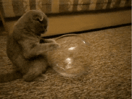 https://media0.giphy.com/media/q5D43XCcHr8v6/200.gif#20