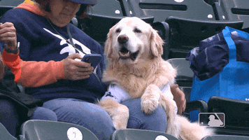 Golden Retriever Love GIF by Detroit Tigers