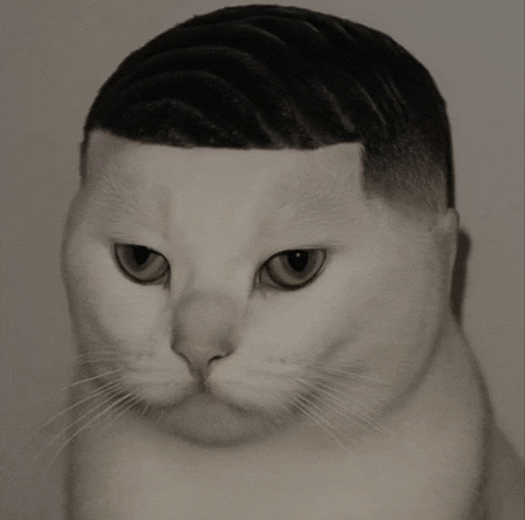 Cat GIF
