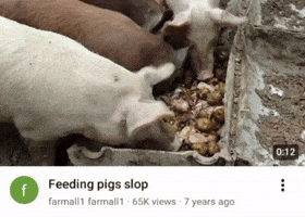 Patar GIF