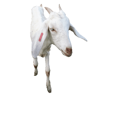 oekodorfbrodowin Sticker