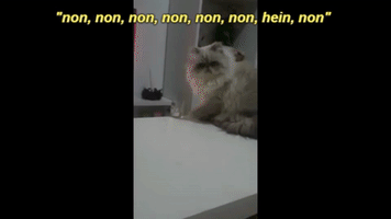 Thug Life Cat GIF by AIDES