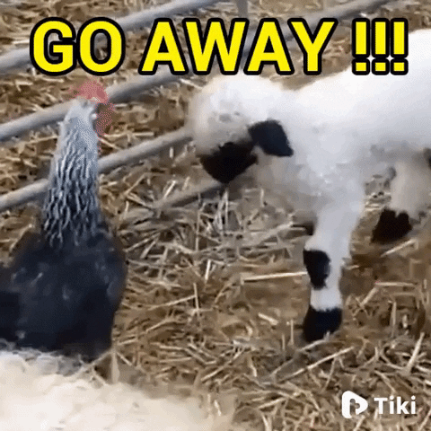 Video gif. A lamb headbutting a rooster. Text, "go away!!!"