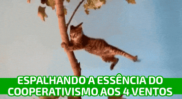 Cooperativismo Cooperacao GIF by Sicredi Noroeste RS