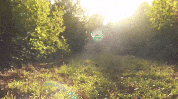 Life Forest GIF