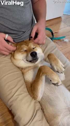 Shiba Loves Having Its Ears Played With GIF by ViralHog