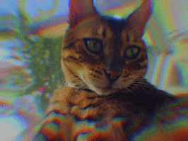 Cat Wednesday GIF