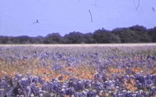 Indian Paintbrush Beauty GIF by Texas Archive of the Moving Image