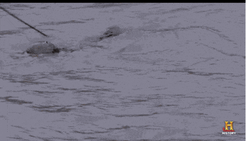 200.gif?cid=fc005b088fdb2cbf69ebe0c6c64d752fe769e5035b38383e&rid=200.gif&ct=g