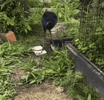 Sprite GIF