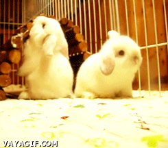 baby bunny GIF
