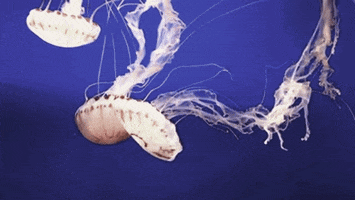 Jellyfish My animated GIF