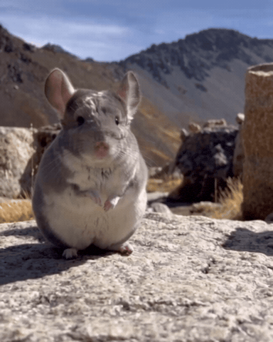 Chinchilla GIF