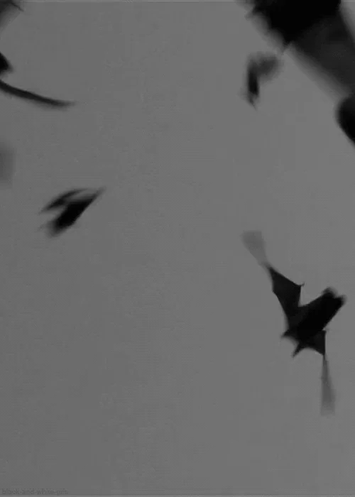 bat love GIF