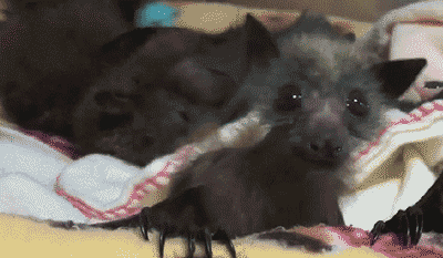giphy.gif?cid=4d1e4f2922fde3e67ffe357c9d3d21c6072f9f852e84889a&rid=giphy.gif
