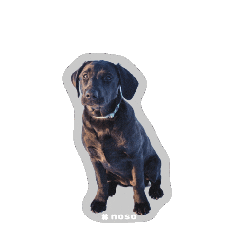Noso Sticker by nosopatches