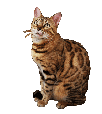 Bengal Cat Sticker by Kitty Fuchs