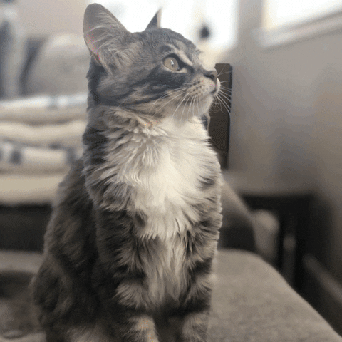 Cat Comment GIF by Reddit
