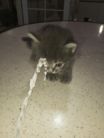 Cat GIF