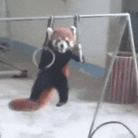 pull up red panda GIF