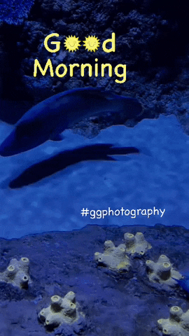 Ggphotography GIF