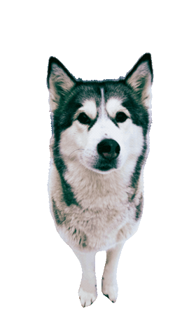 Kaya Sticker