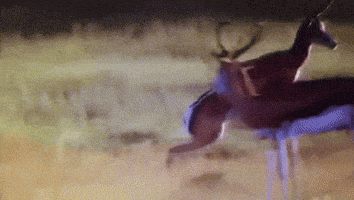 Antelope Jumping GIF