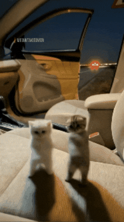 Dance Cat GIF