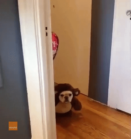 Valentines Day Puppy GIF by Storyful - Find & Share on GIPHY
